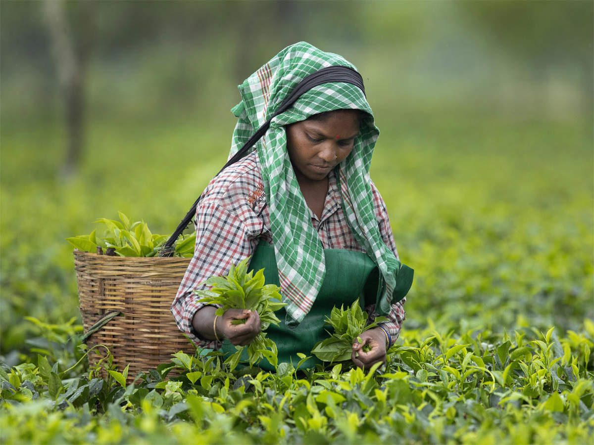 Indian Tea Prices Jump To Record As Floods, COVID-19 Slash Output