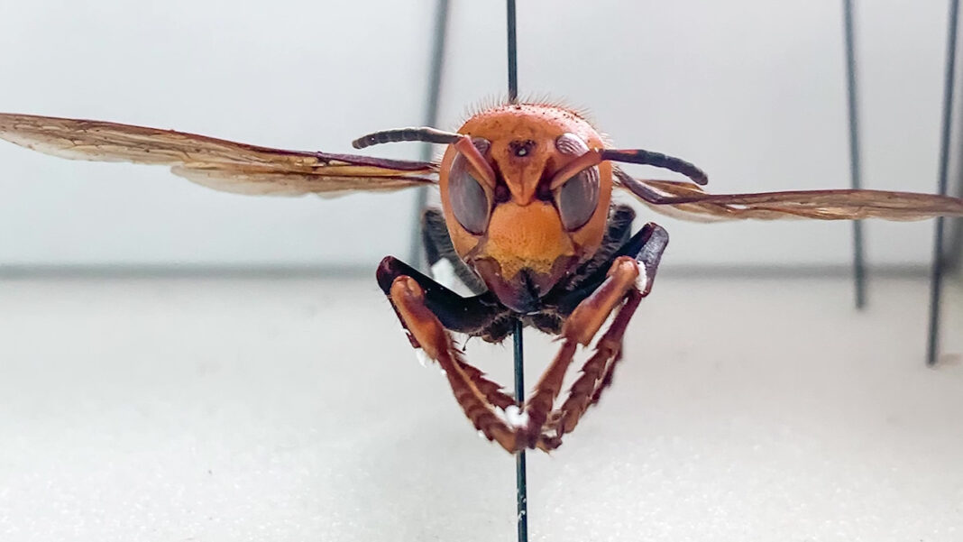 “Murder hornet,” invasive insect from Japan, found in the U.S.